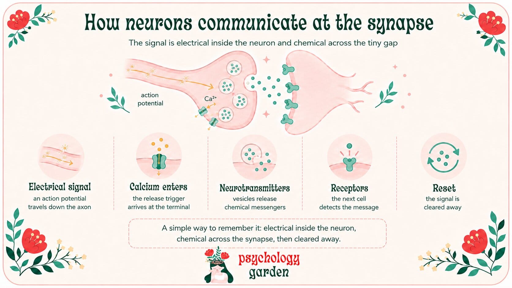 infographic explaining how neurons communicate at the synapse, showing an electrical signal traveling down the axon, calcium entering the terminal, neurotransmitters crossing the synaptic gap, receptors detecting the message, and the signal being cleared away