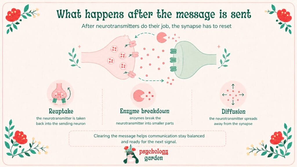 infographic showing what happens after a neuron sends a message, including reuptake, enzyme breakdown, and diffusion clearing neurotransmitters from the synapse