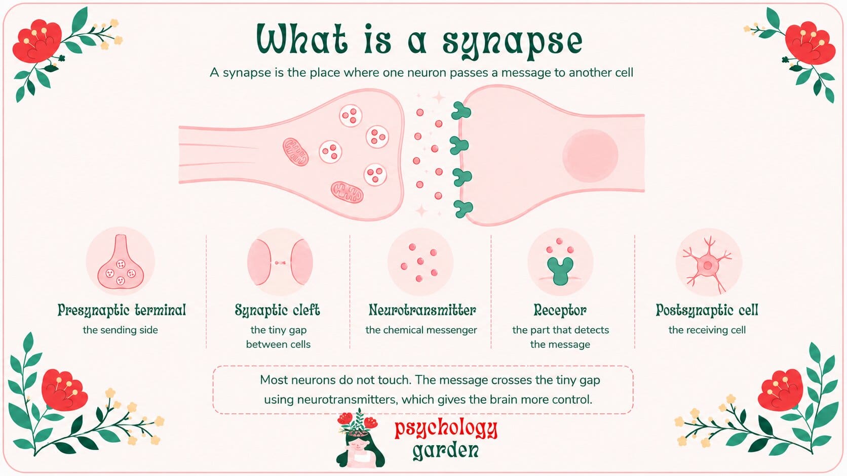 what is a synapse infographic showing the presynaptic terminal, synaptic cleft, neurotransmitters, receptor, and postsynaptic cell